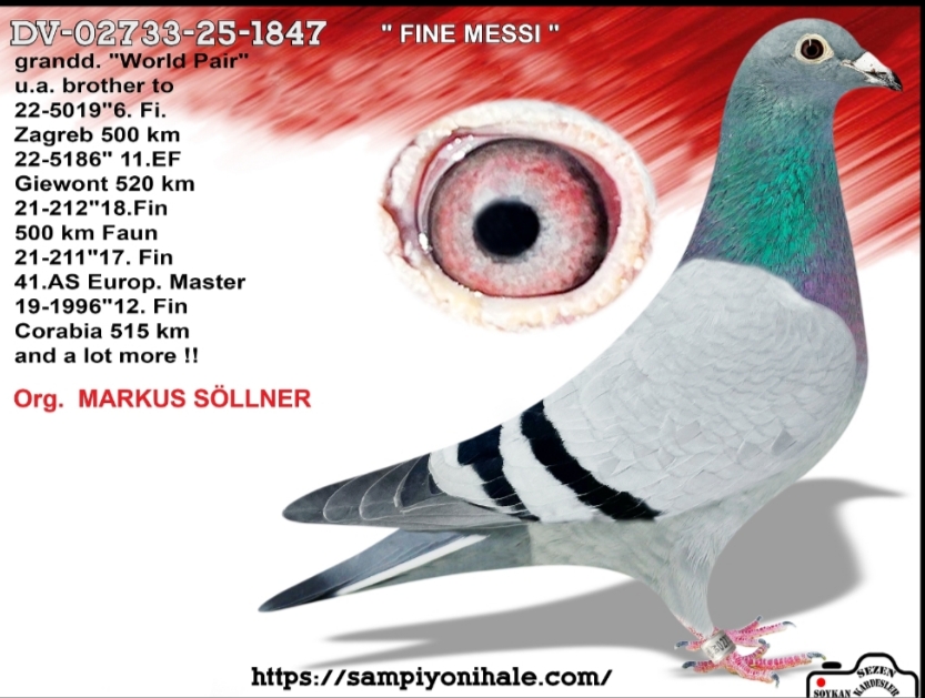 DV-08988-25-1847 MARKUS SÖLLNER FCI ŞAMPİYONU 