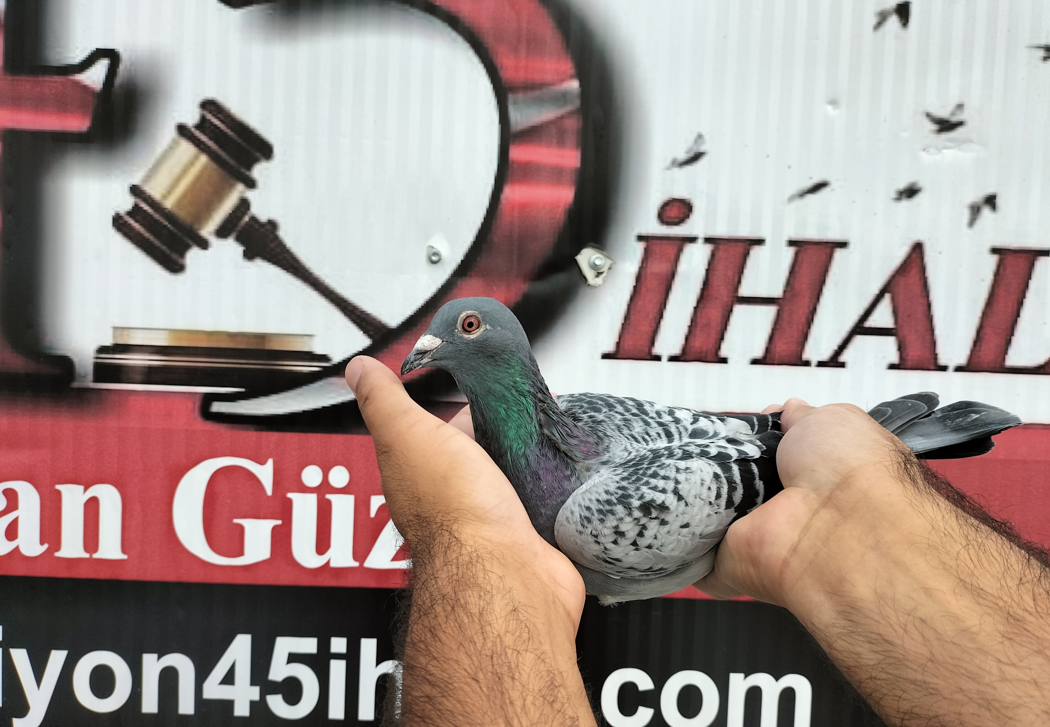 TR-25-16-20442 NEW İNSİGHT A.MEJBOOM