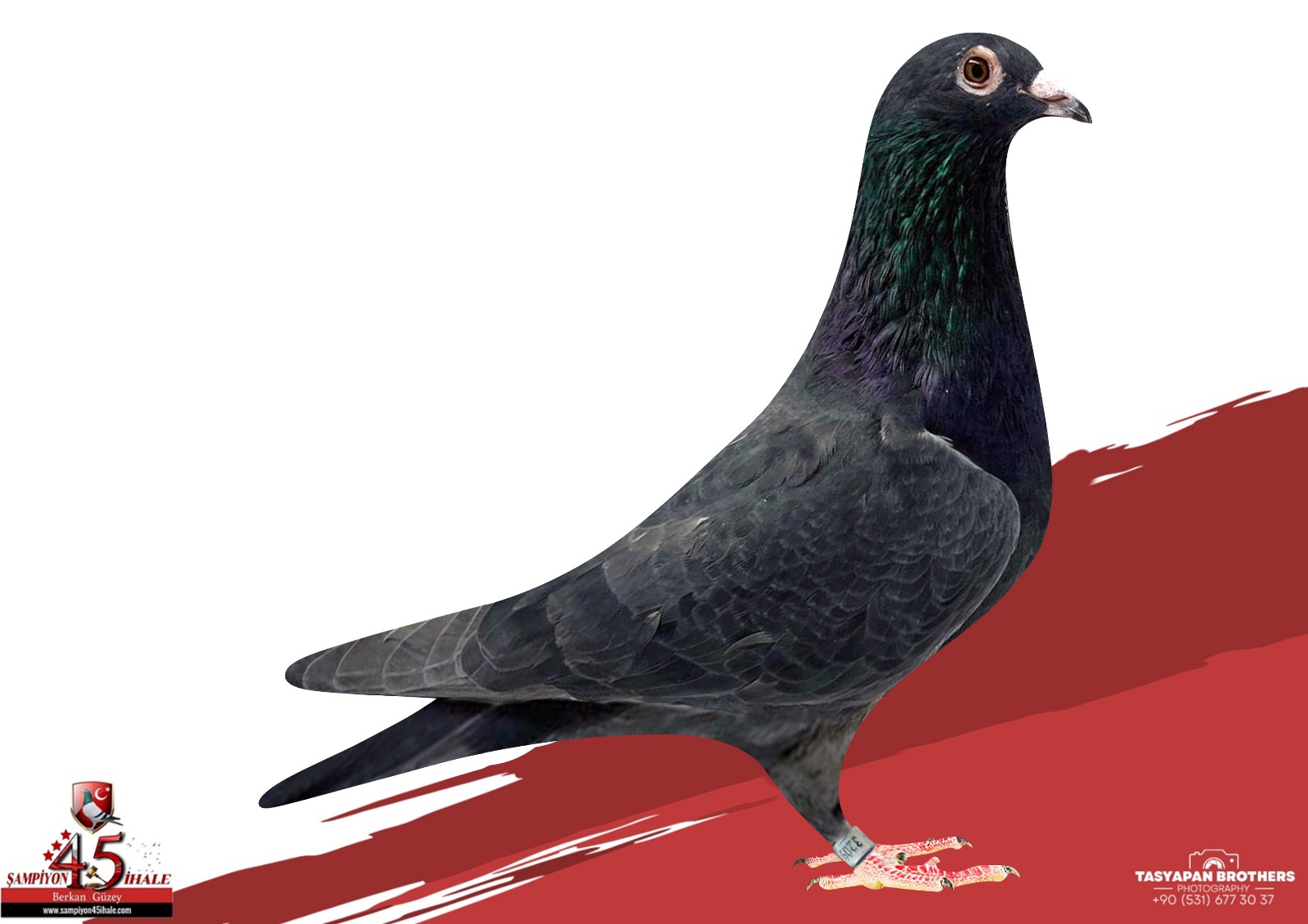 TR-25-39-3209 KOOPMAN MERVE