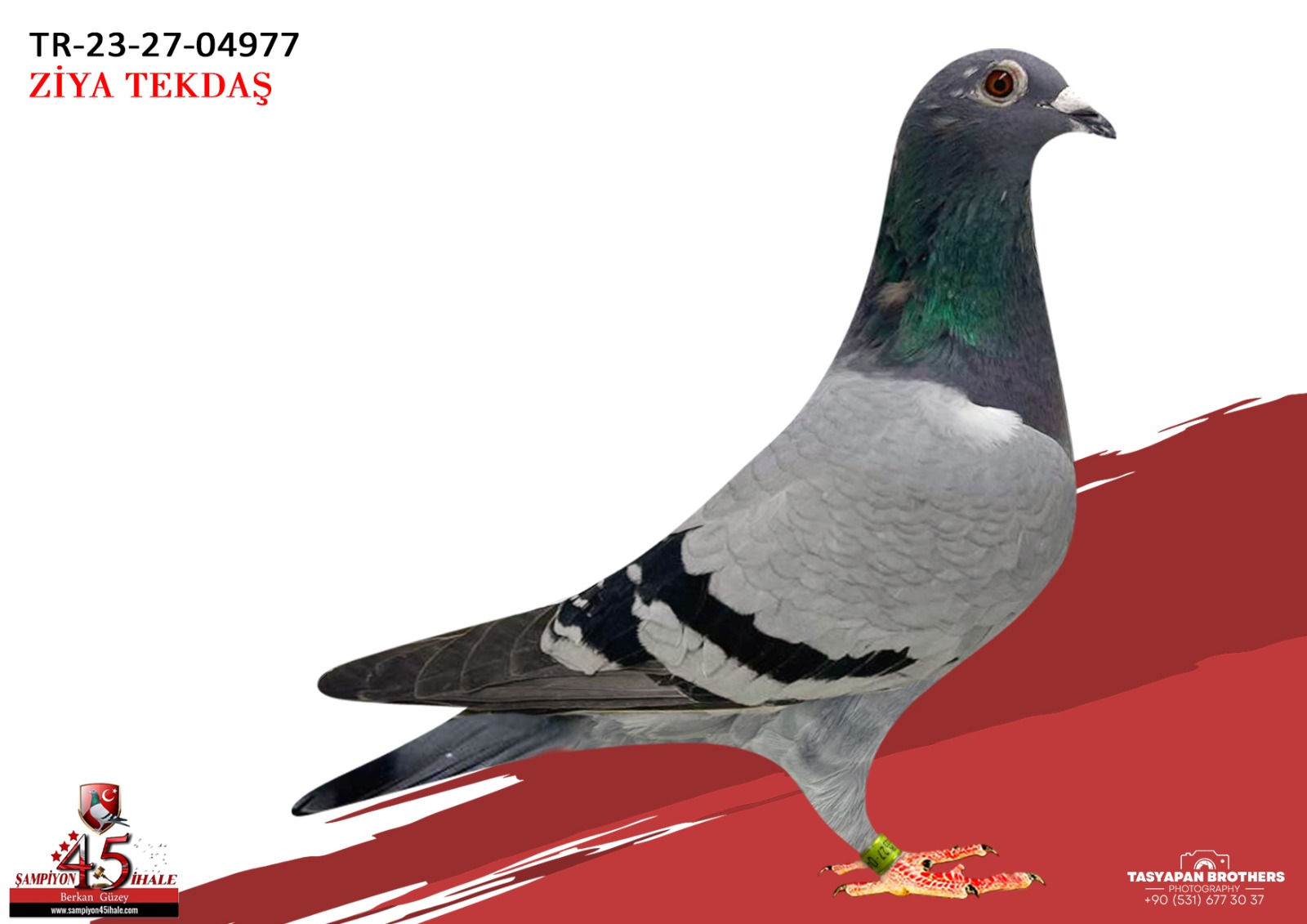 TR-23-27-04977 AFRİKAN 400 KOOPMAN 050 SG.STEFF 