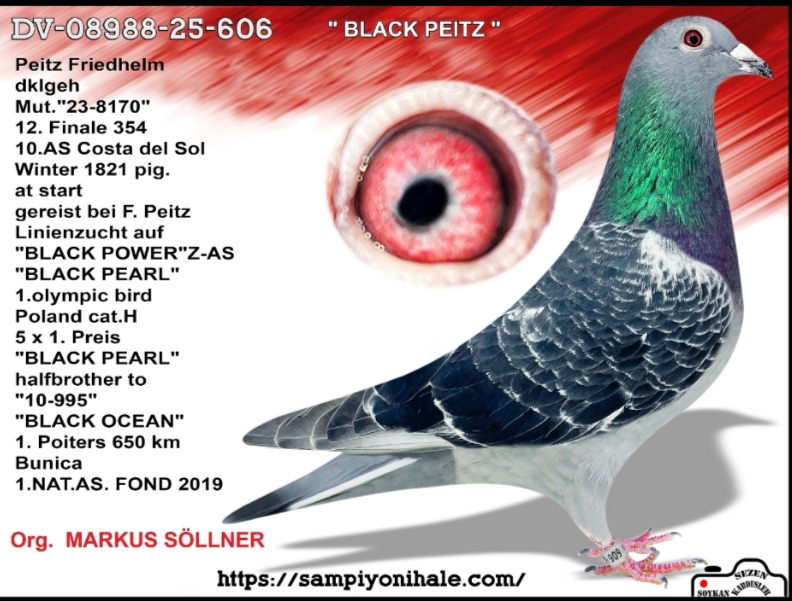 DV-08988-25-606 MARKUS SÖLLNER FCI ŞAMPİYONU 