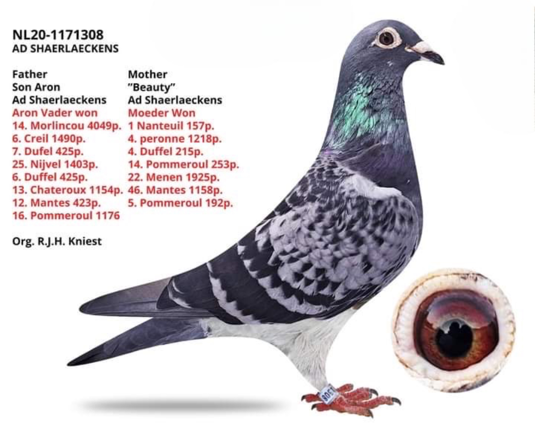 NL-20-1171308 AD SCHAERLAEKENS 