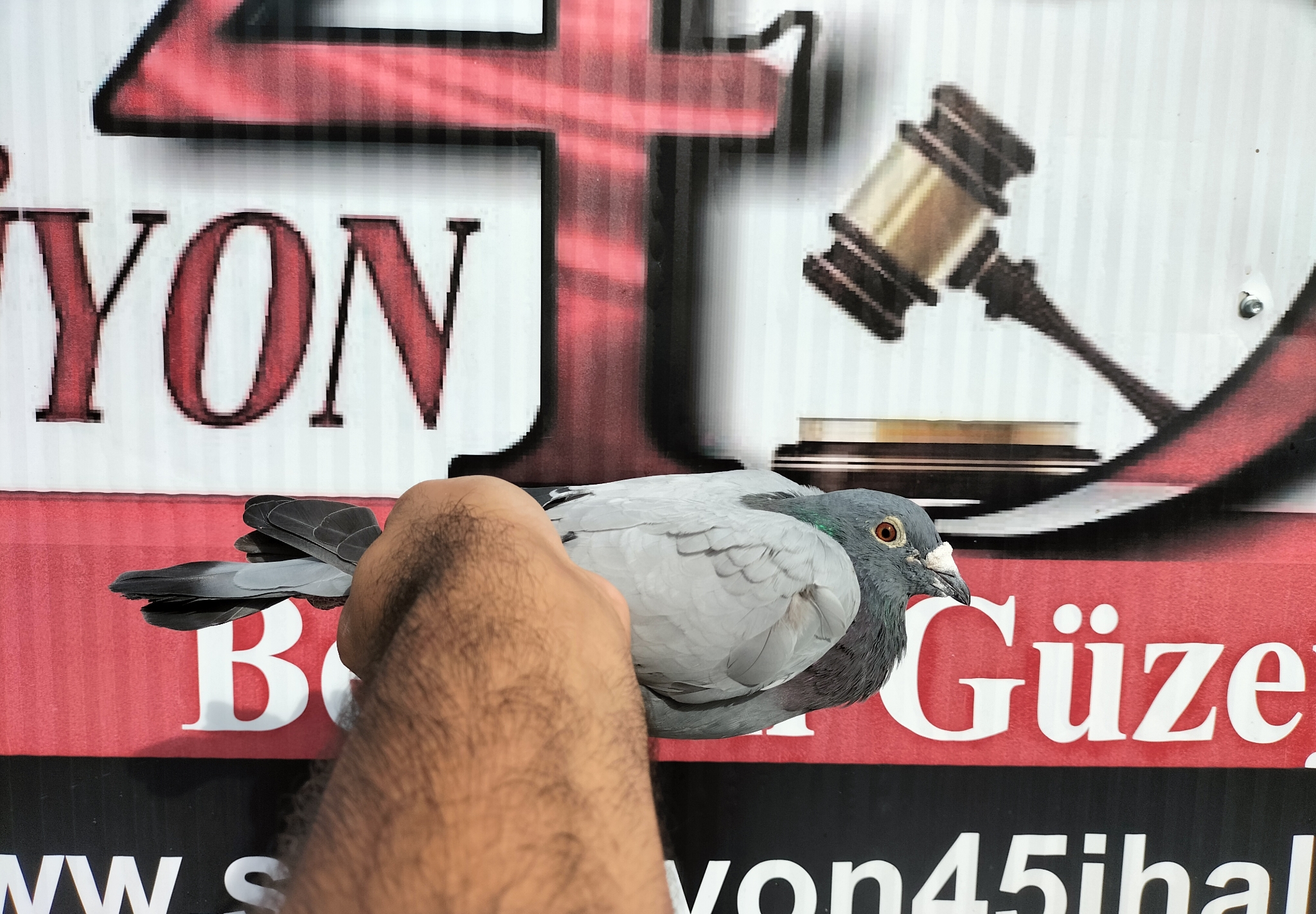 DV-05536-18-254 ALTMİX-SOUDY-PİGEONS CAROLİNE 