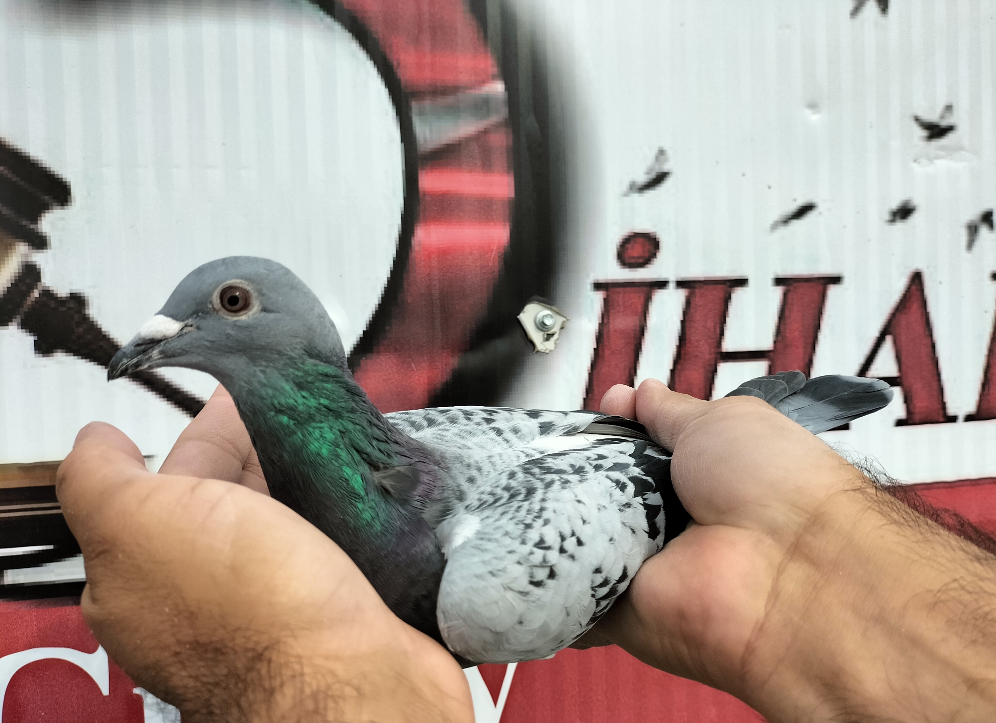 TR-25-16-20497 KOOPMAN A. MEİJBOOM