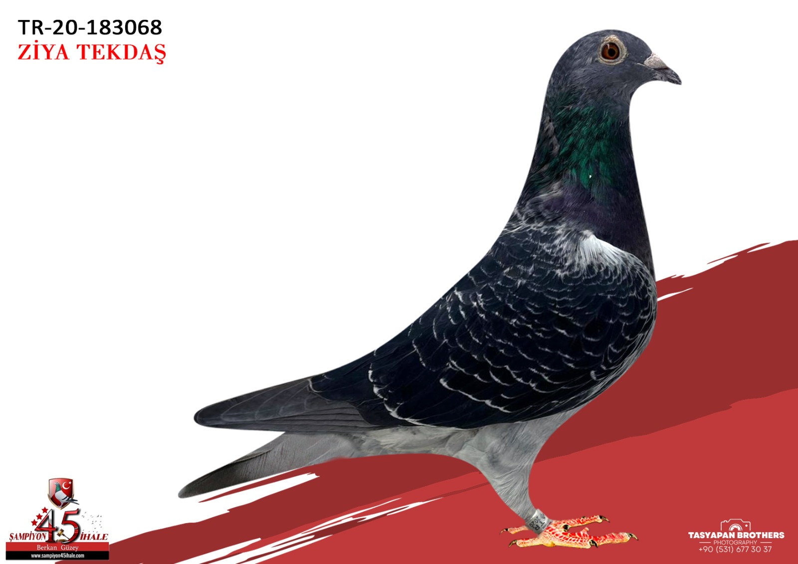 TR-20-183068 KOOPMAN / VAN LOON HOK M.REJİNEN