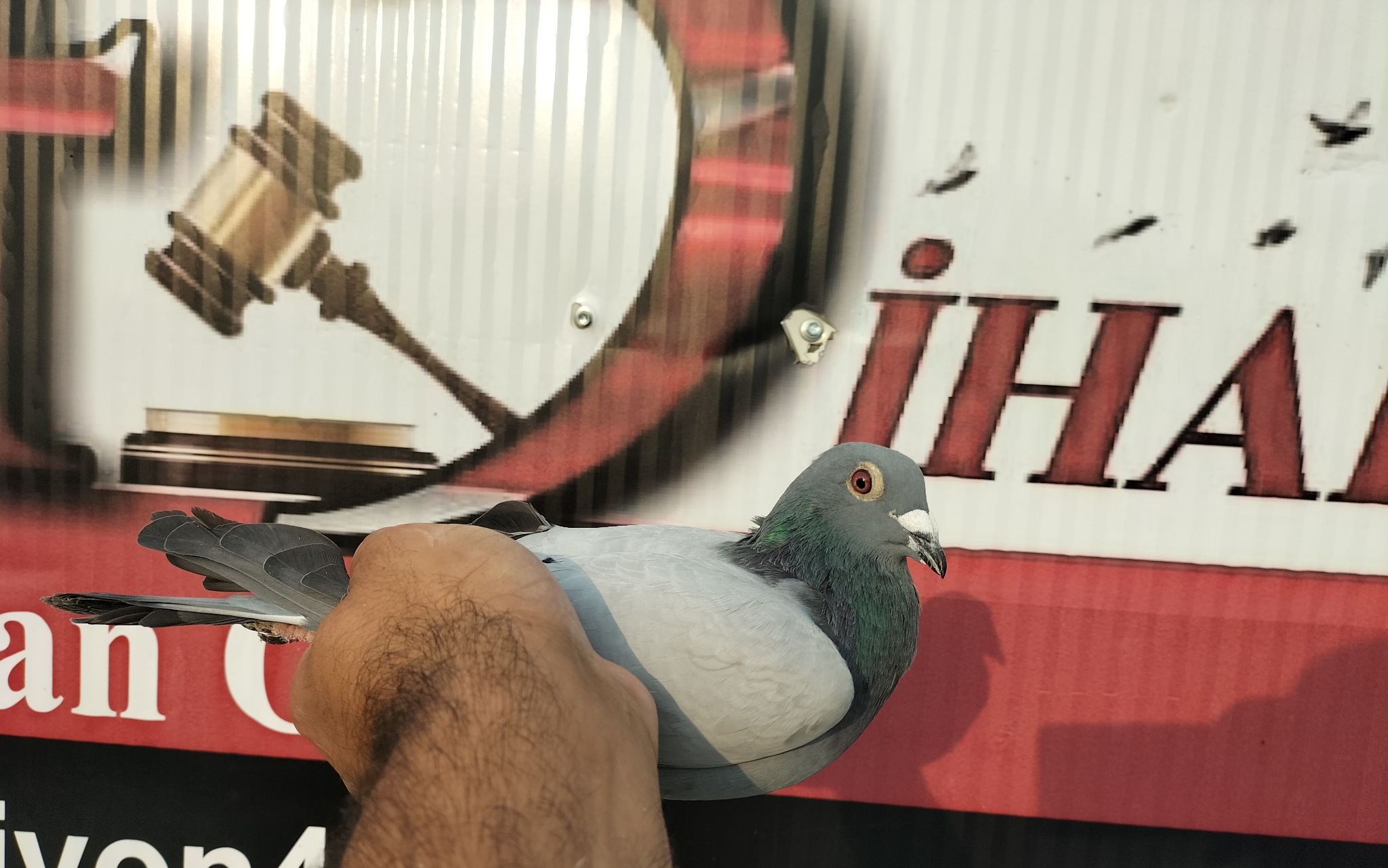 TR-24-45-21373 POLLİN MARC GLADIATOR 