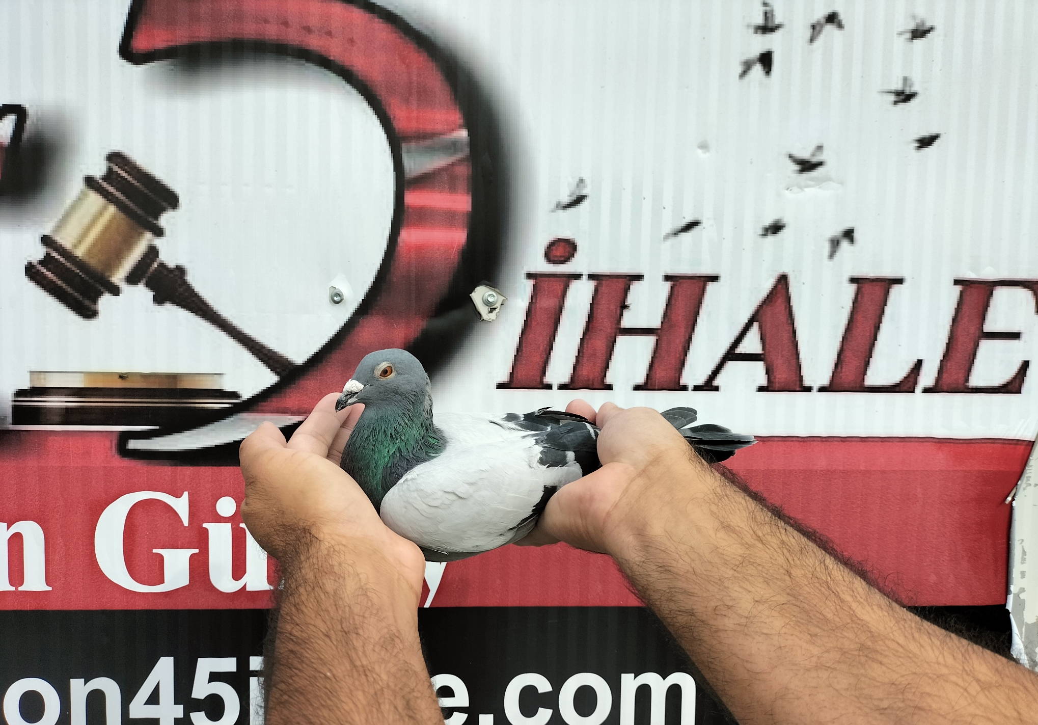 TR-25-16-20436 Z DENEK PAVLİK ROMEO