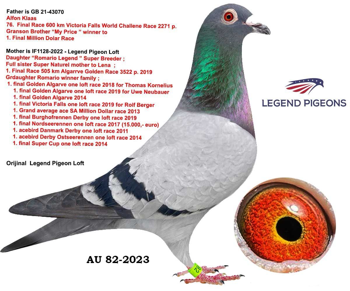 AU-82-2023 ALFONS KLAAS LEGEND PİGEONS 