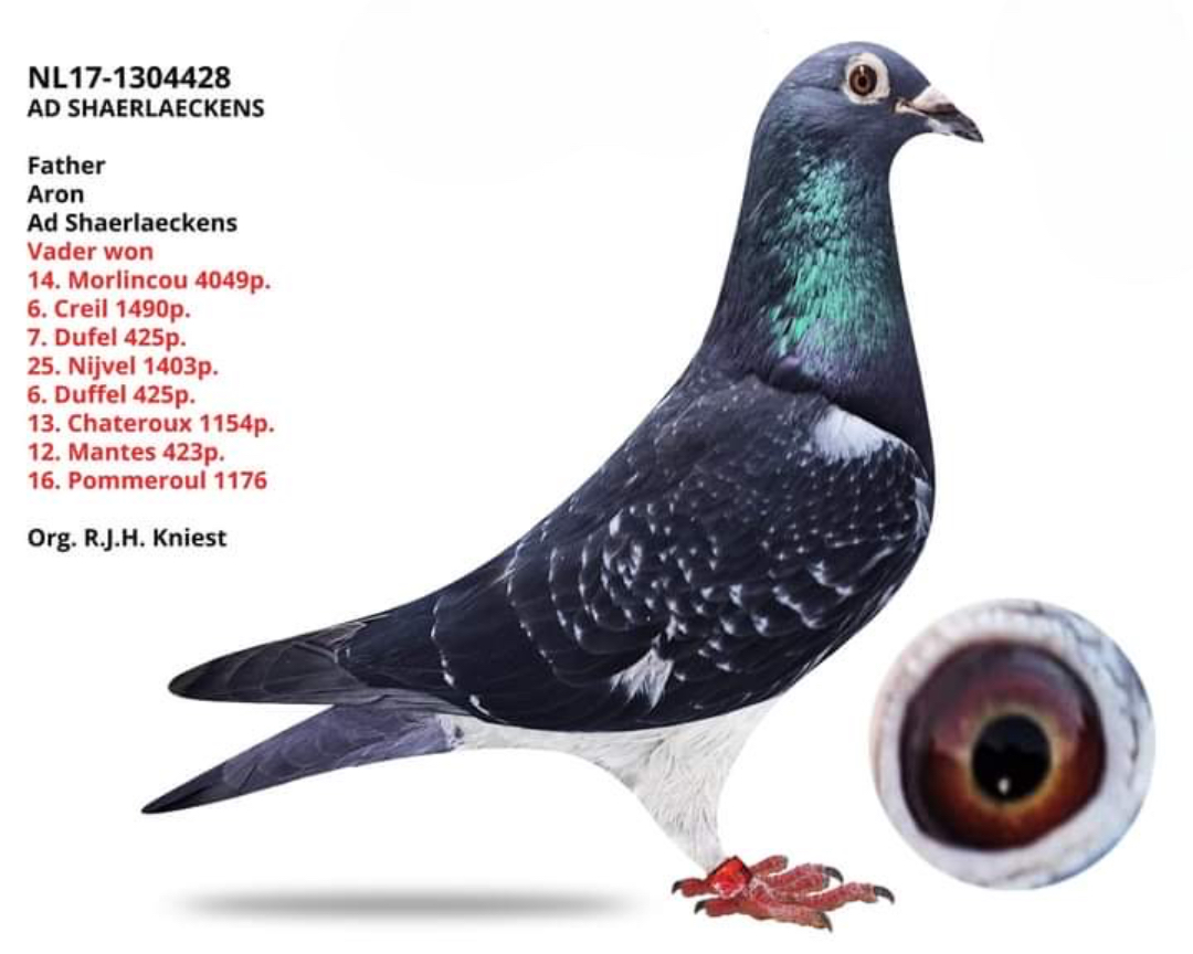 NL-17-1304428 AD SCHAERLAEKENS 