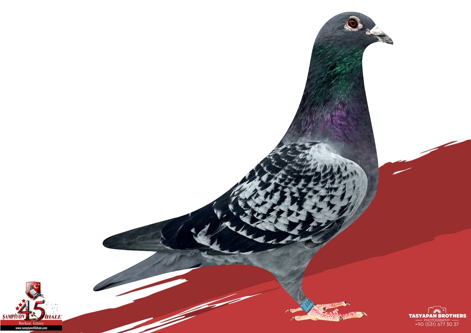 TR-21-100771 H.V DOORB BASUA 