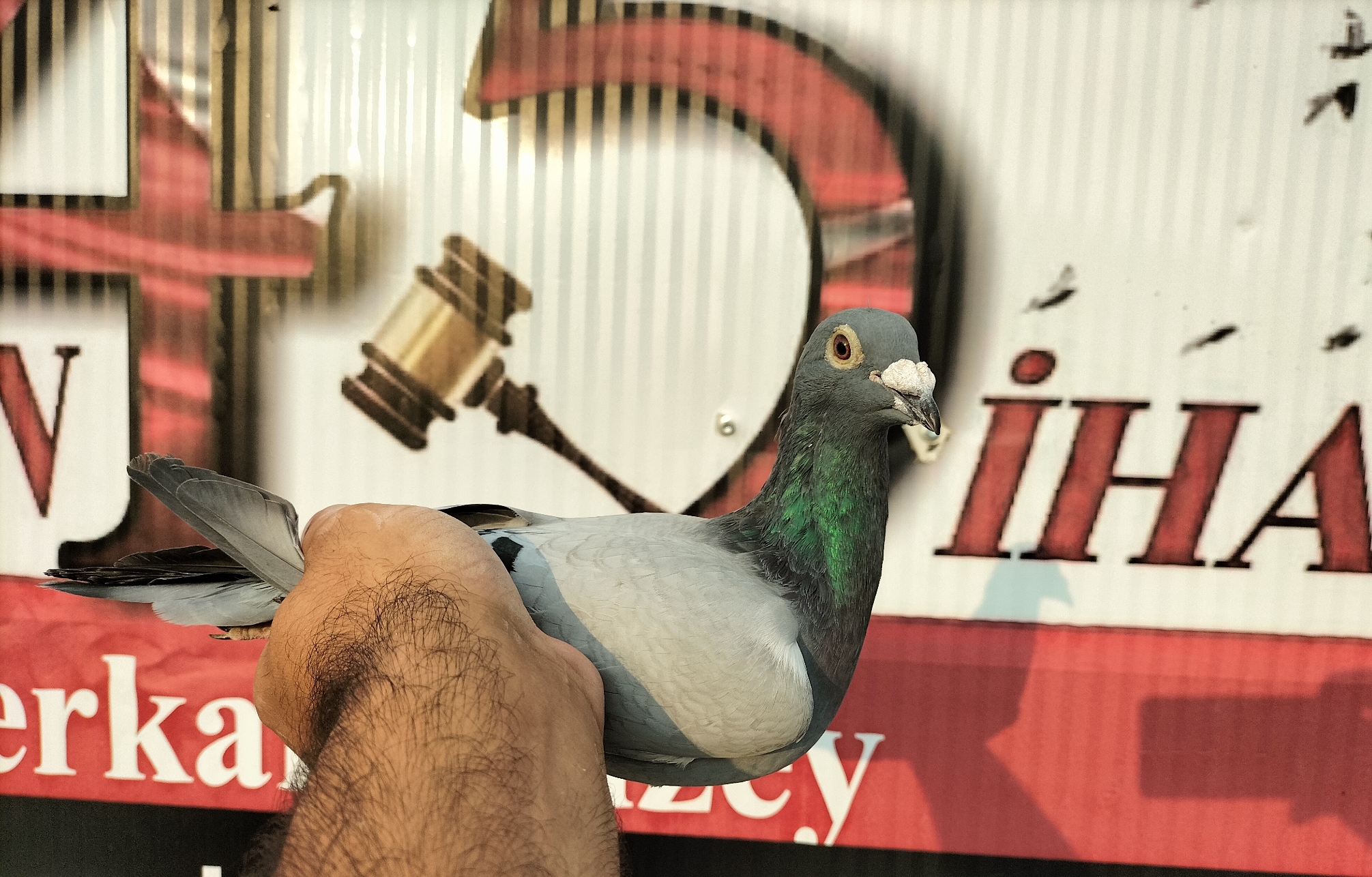 TR-21-215137 CHAPLİN IGO FRANS LEO HEREMANS 