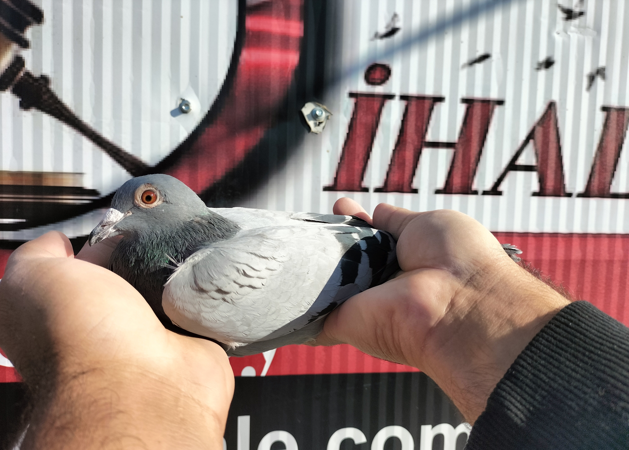 TR-22-45-02641 RONDGS FİGO