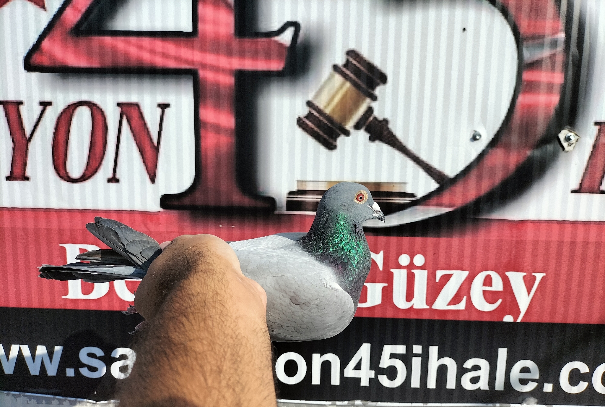 TR-24-35-01197 VAN DYCK DRİK 