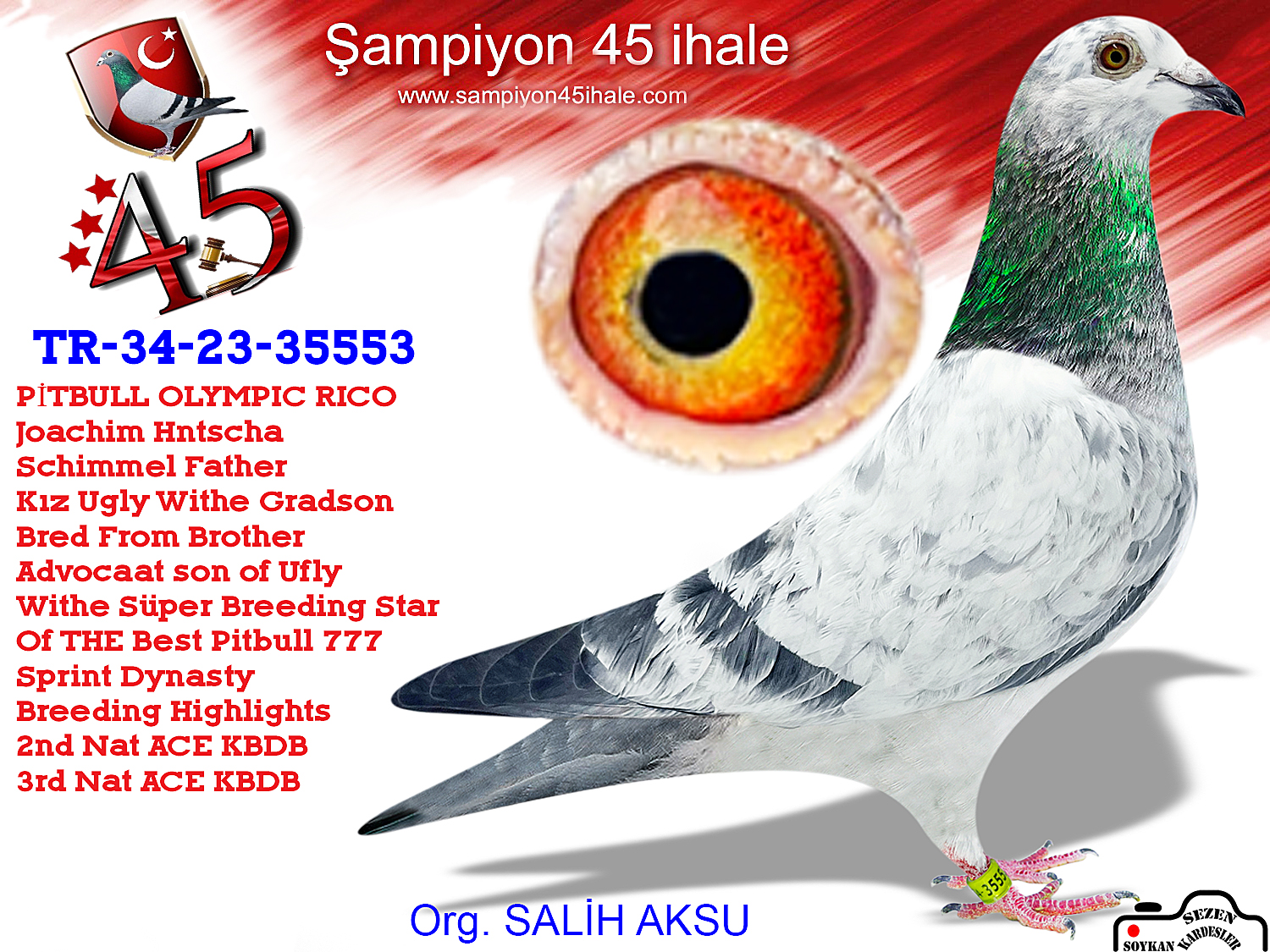 TR-23-34-35553 PİTBULL OLYMPİC RİCO