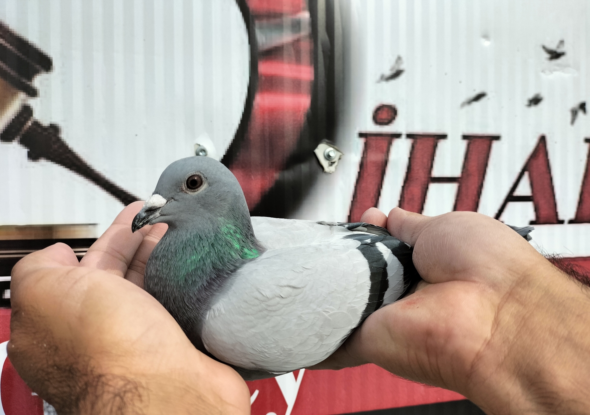 TR-25-16-20434 PORCHE 