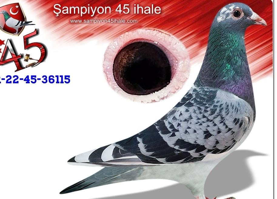 TR-22-45-36115  VARDAR KARDEŞLER MARATON DEVİ 