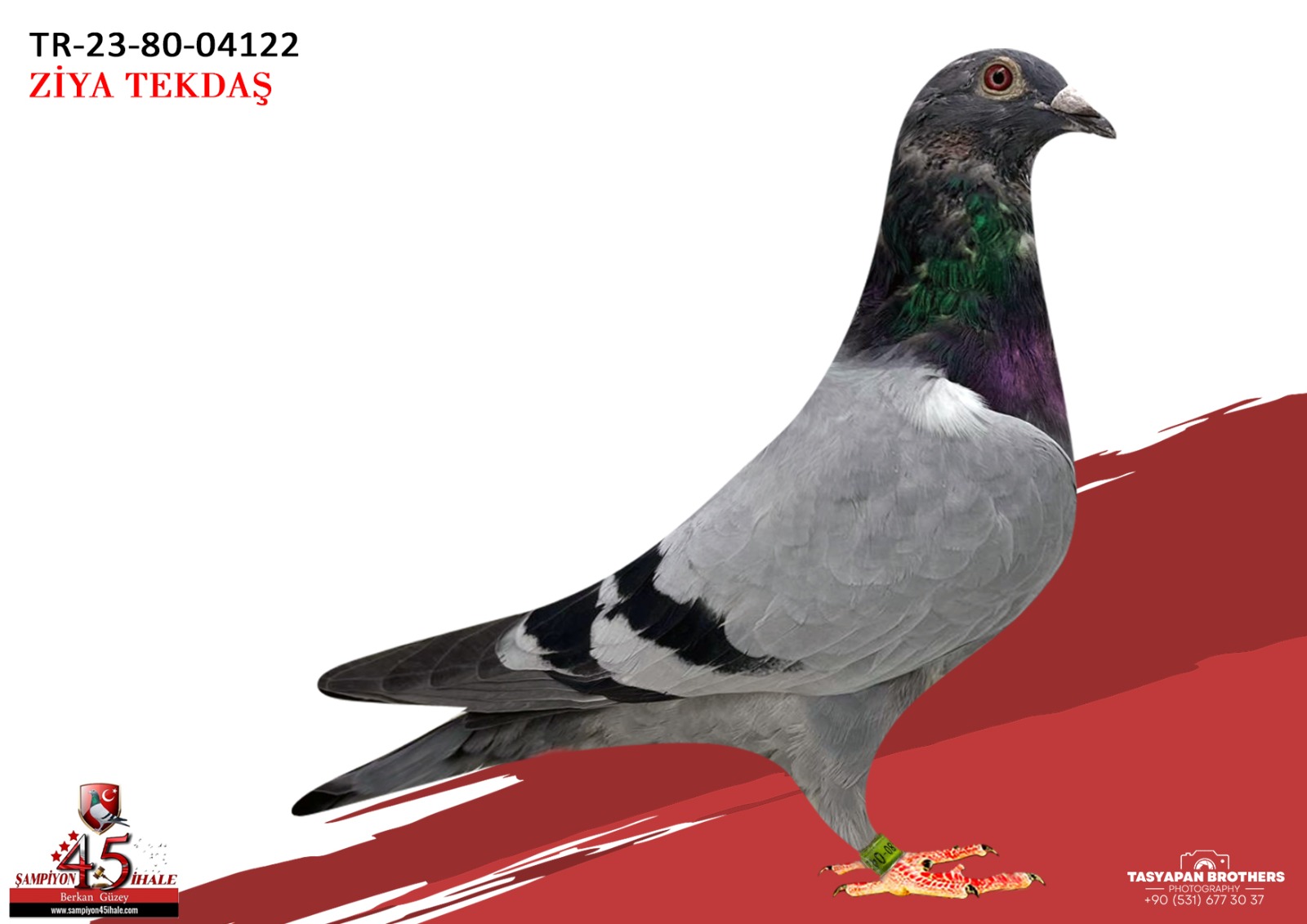 TR-23-80-04122 050 SG.STEFFL AFRİKAN 400 KOOPMAN 