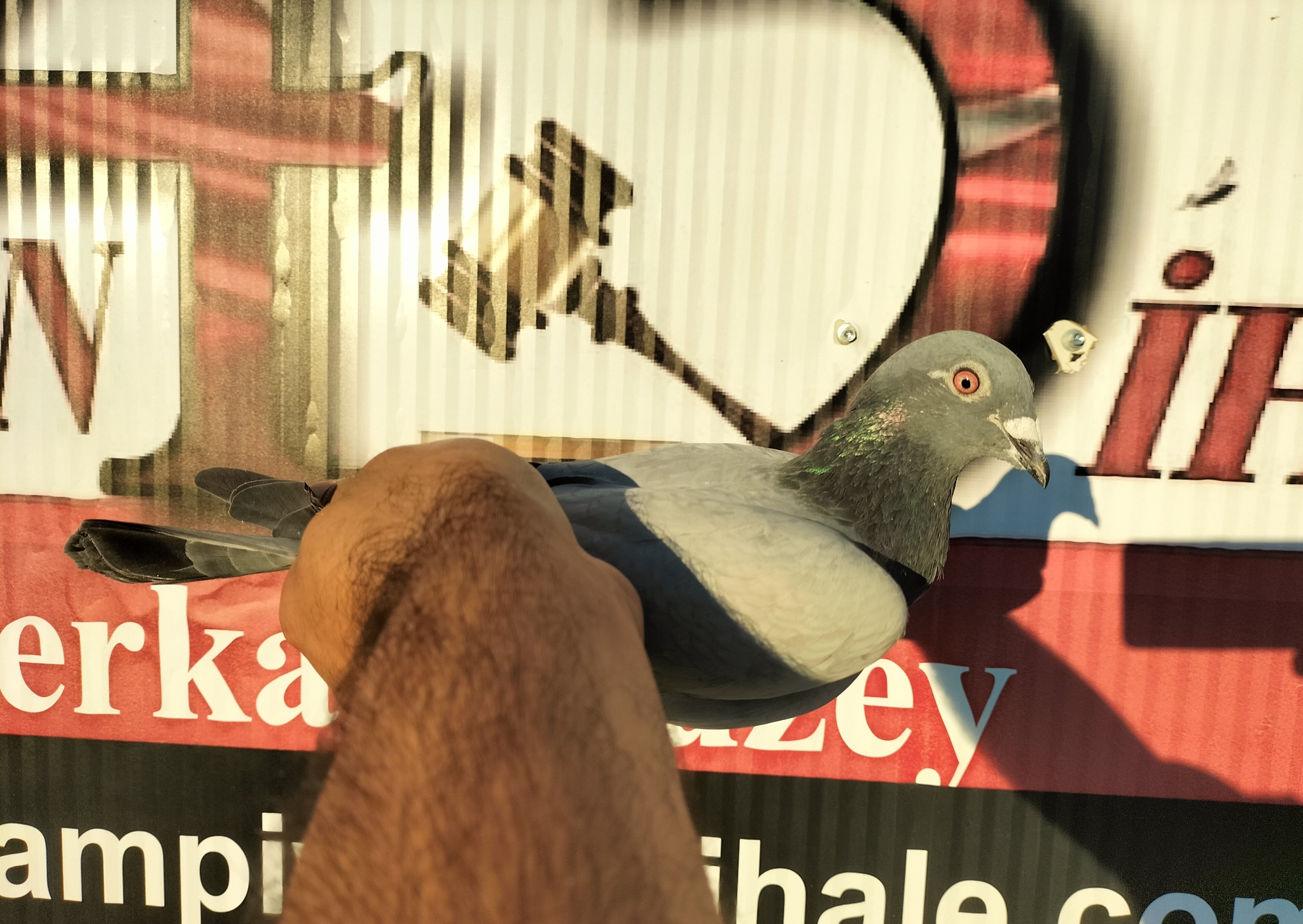 TR-24-10-4114 ORG NECMİ ÇAKAR 