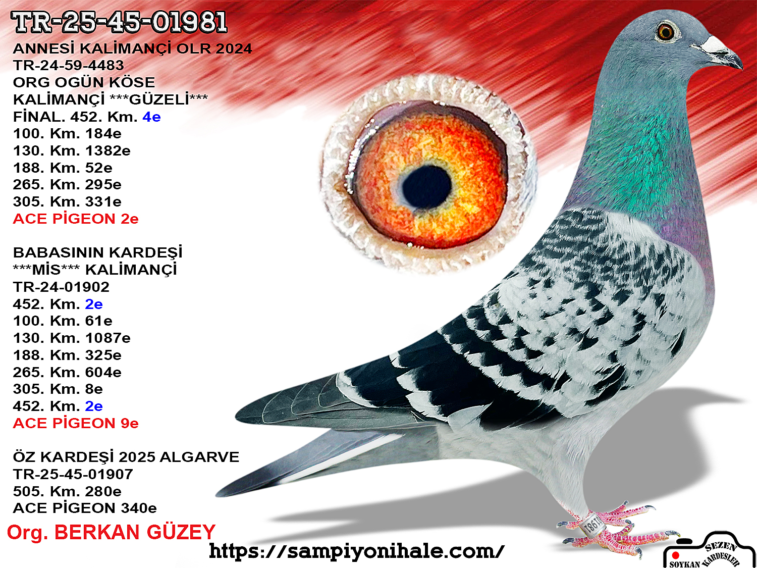TR-25-45-01981 KALİMANÇİ GÜZELİ ANNESİ FİNAL 4 ACE PİGEON 2 