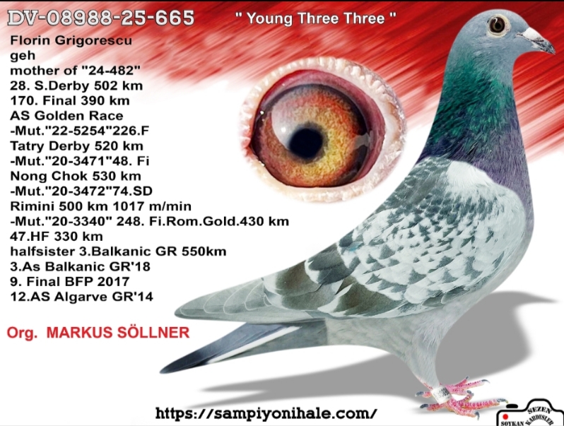 DV-08988-25-665 MARKUS SÖLLNER FCI ŞAMPİYONU 