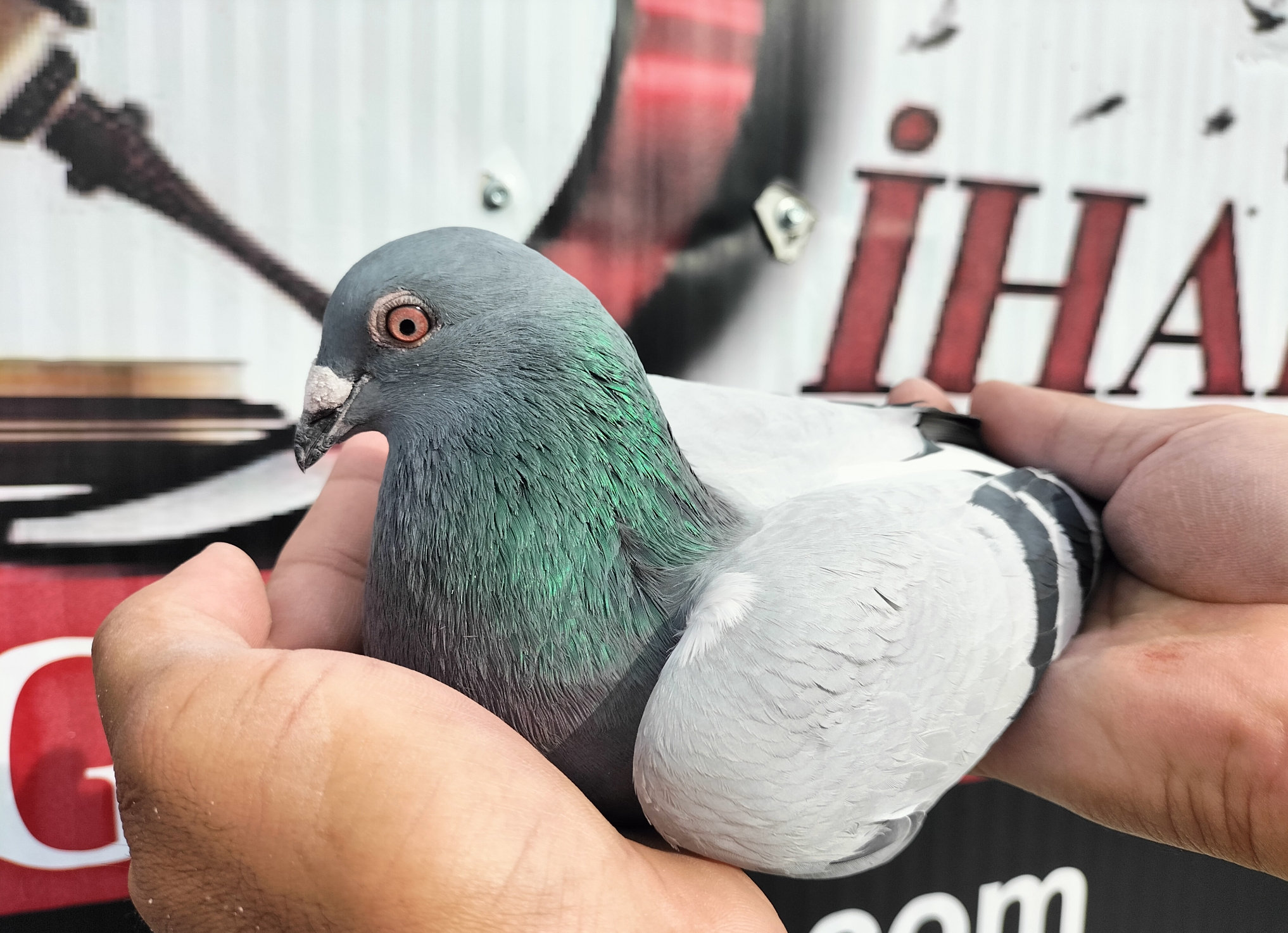 TR-25-16-20428 ROMARİO NAPOLYON ROMEO 