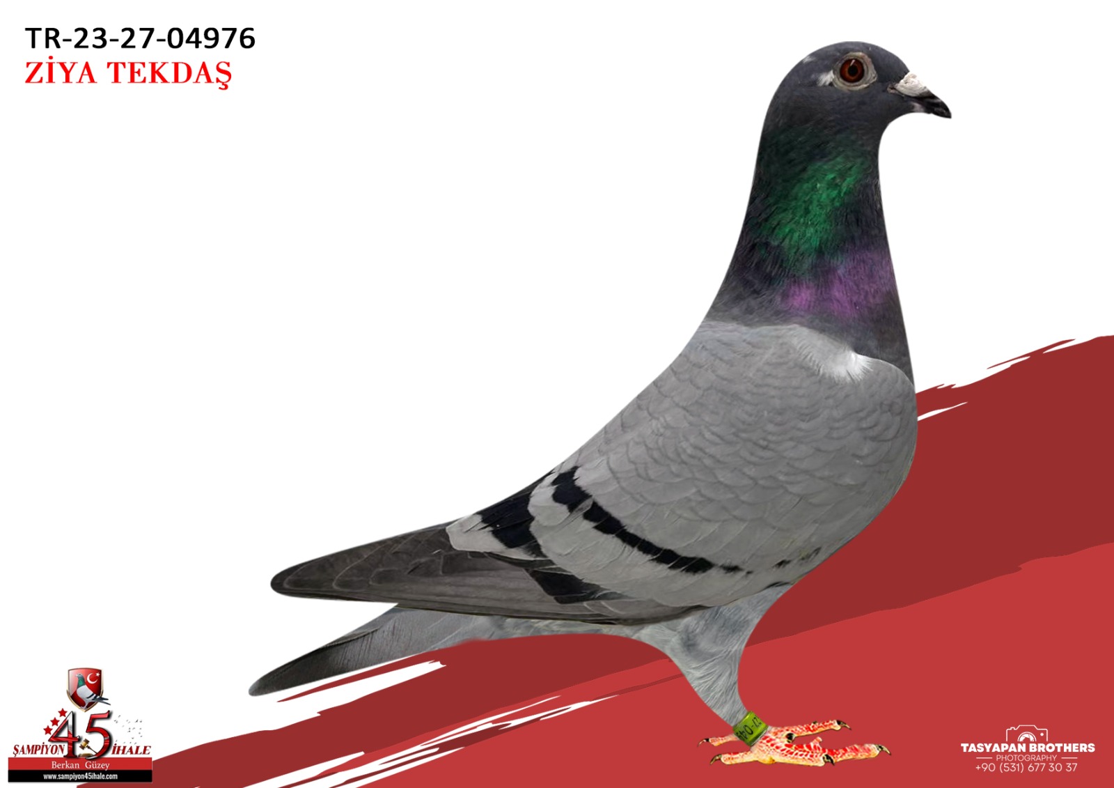 TR-23-27-04976 050 SG.STEFF AFRİKAN 400 KOOPMAN 