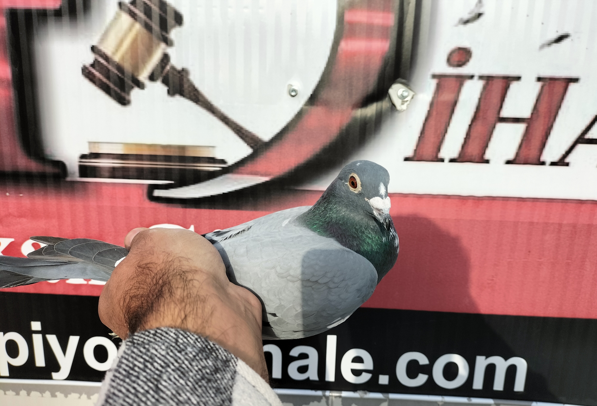 TR-24-35-08975 WOLVERİNE MIKE GANUS 