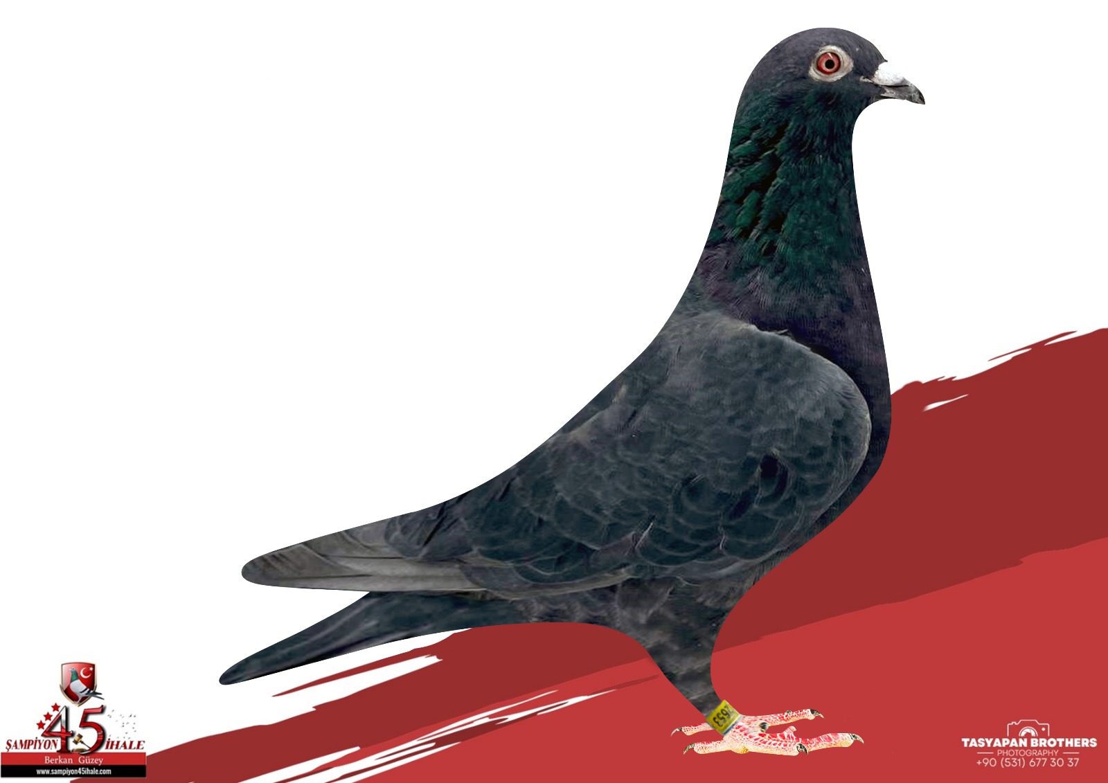 TR-39-24-2653 GÜVEN BAKIŞLI KOOPMAN 