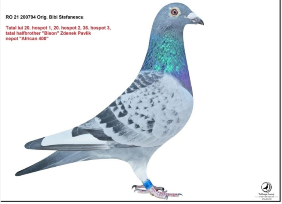 RO-21-200794 ORG BİBİ STAFENASCU AFRİCAN 400