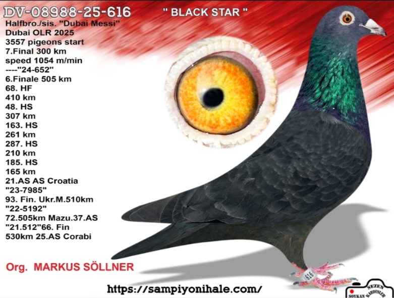 DV-08988-25-616 MARKUS SÖLLNER FCI ŞAMPİYONU 