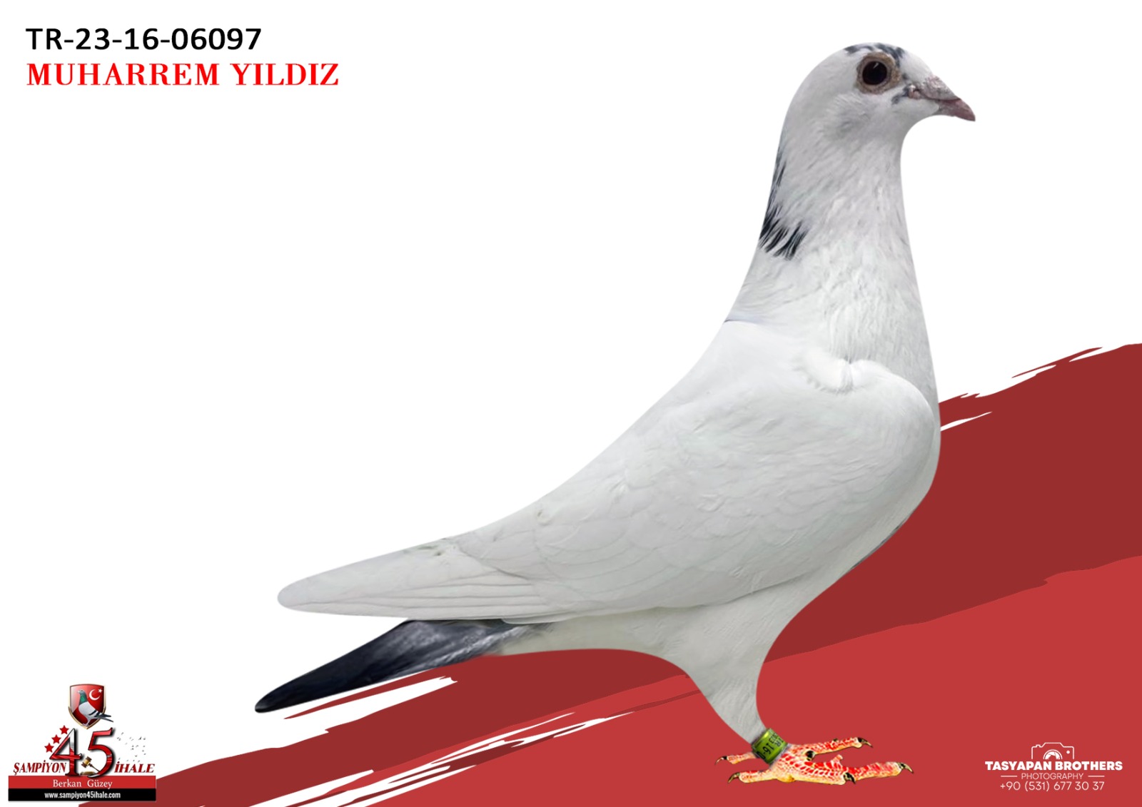 TR-23-16-06097 % 100 L.B.J GEERİNCKX PORSCHE GLADIATOR