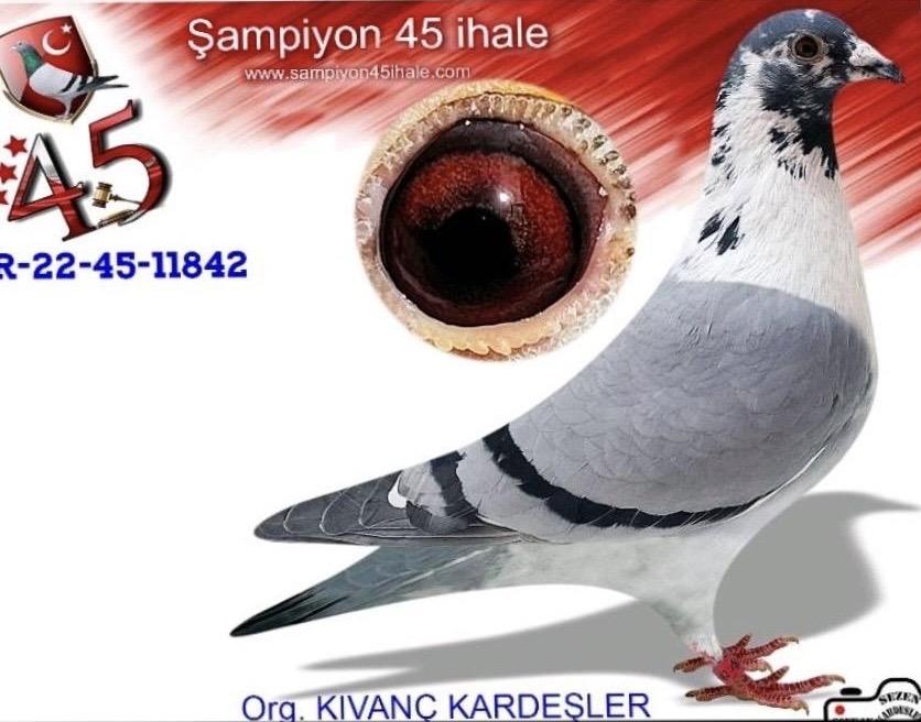 TR-22-45-11842 ERKEK 