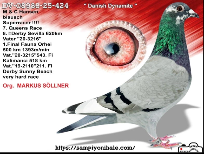 DV-08988-25-424 MARKUS SÖLLNER FCI ŞAMPİYONU 