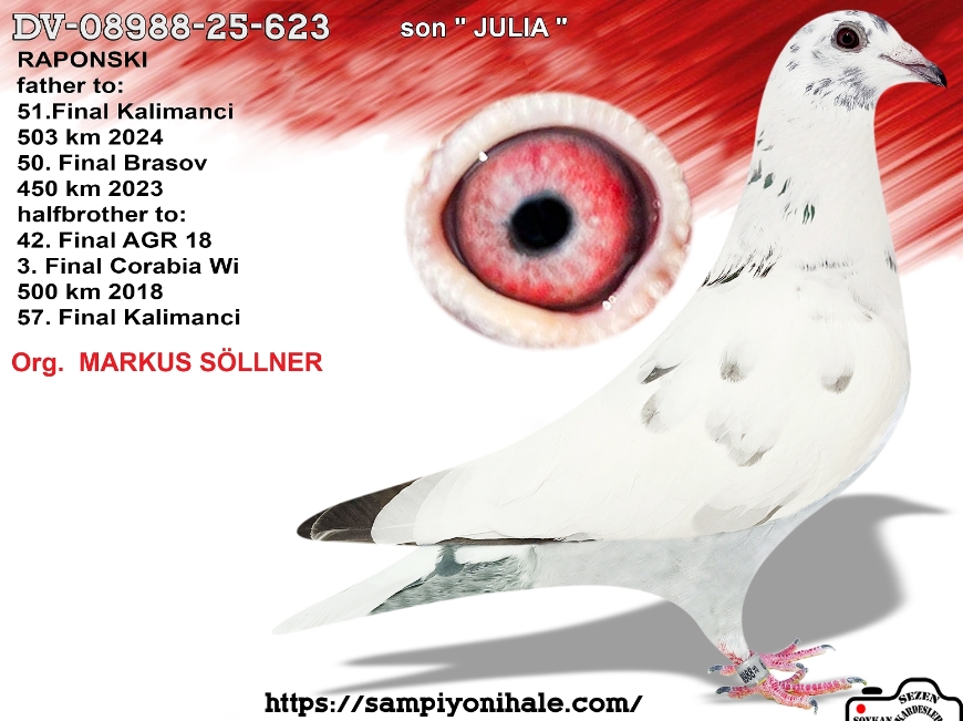 DV-08988-25-623 MARKUS SÖLLNER FCI ŞAMPİYONU 