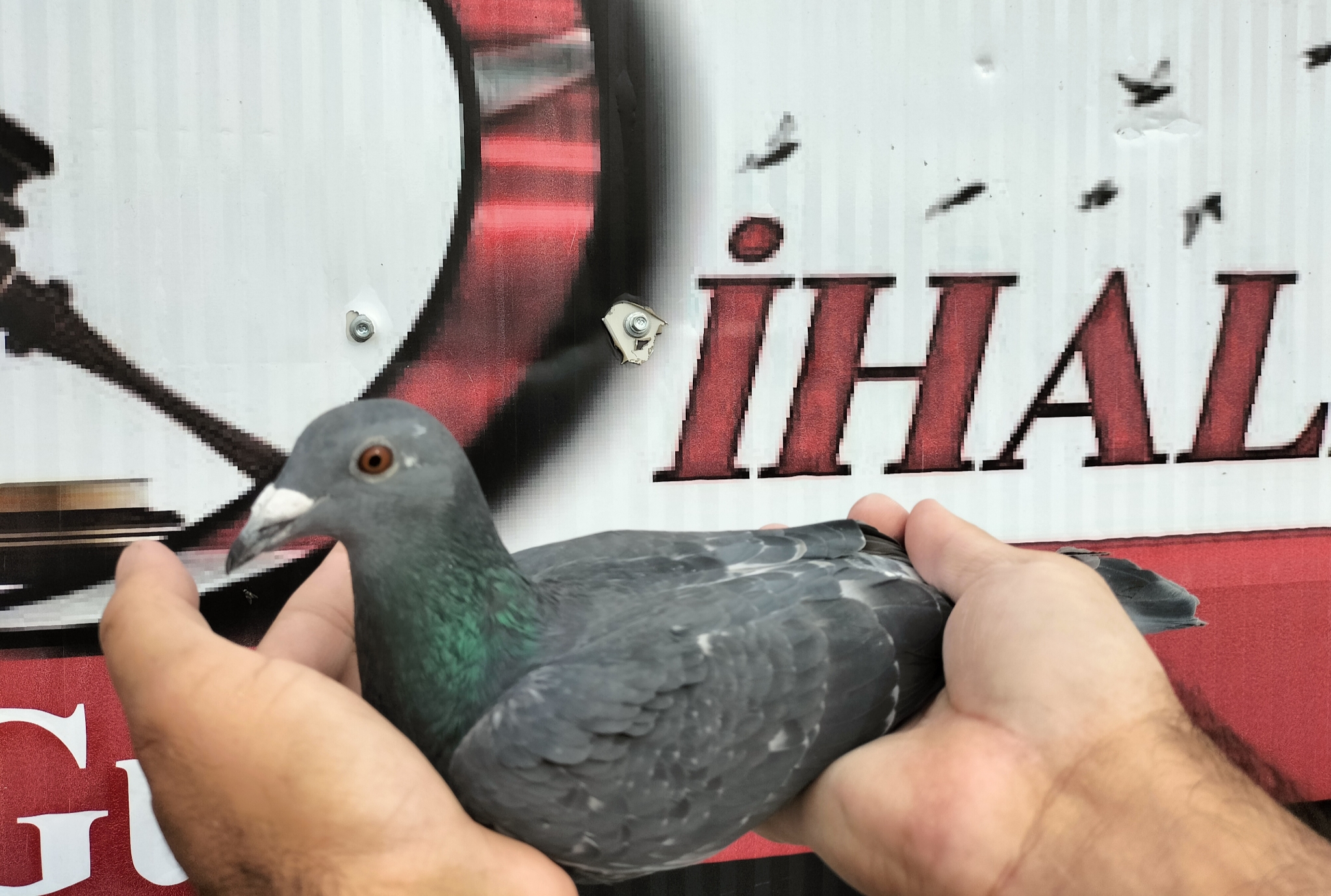 TR-25-16-20460 PLAY POWER SZEKEY MİKLOS